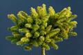 Picea abies Emsland IMG_2715 Świerk pospolity